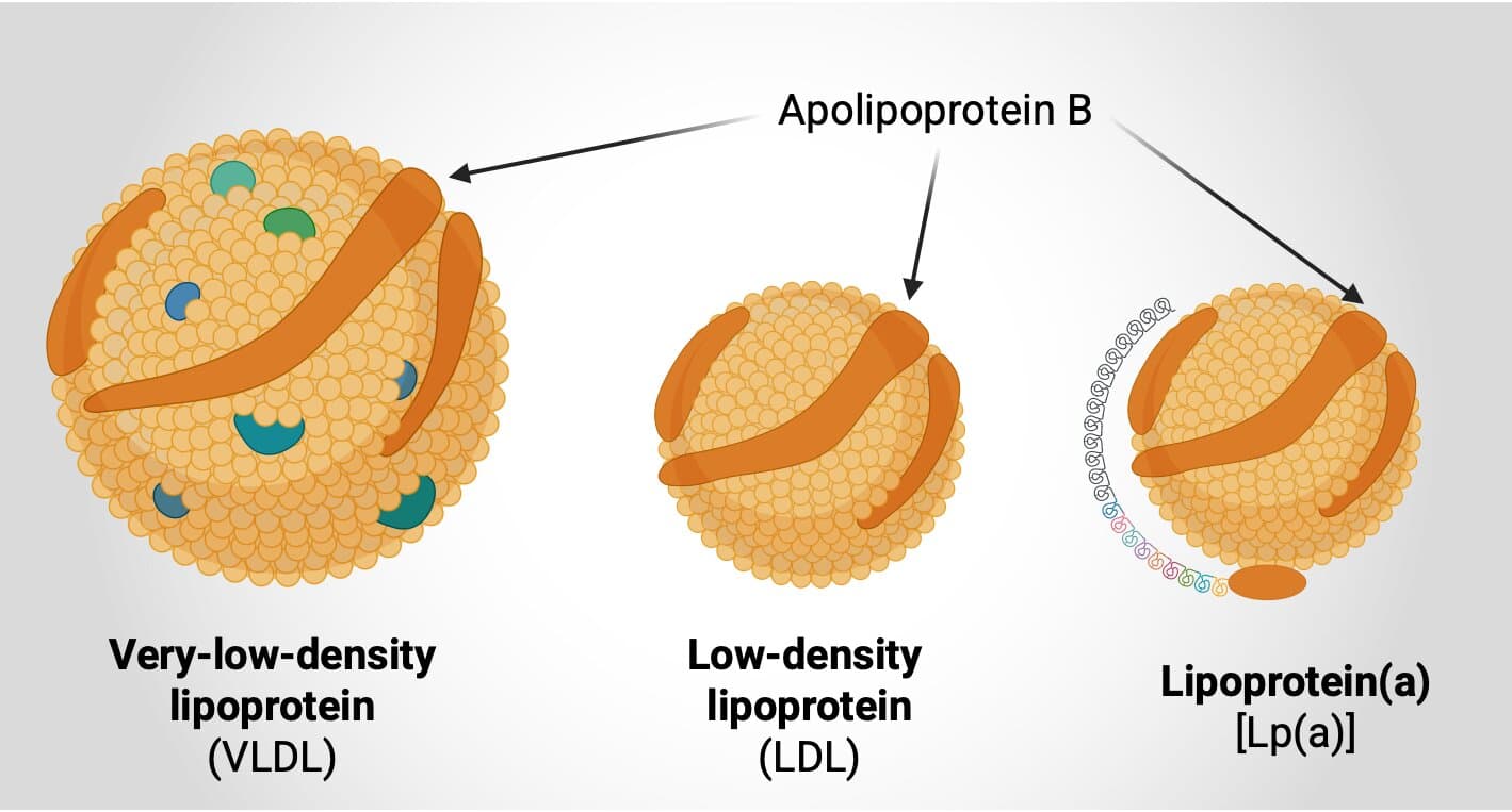 Diagram showing how Apolipoprotein B is present on VLDL, LDL, and Lp(a) particles