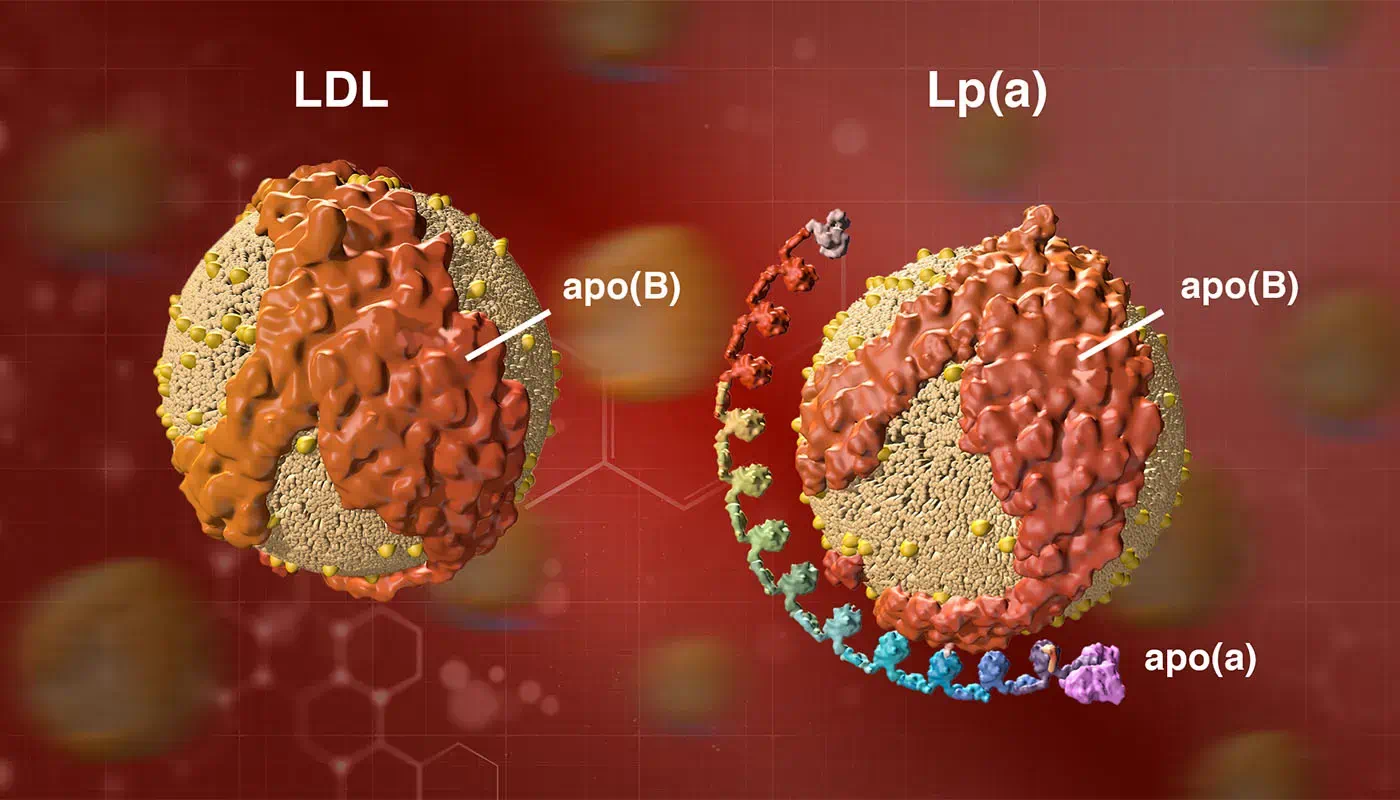 Diagram comparing a regular LDL particle to an Lp(a) particle, showing both have apo(B) but Lp(a) has an extra apo(a) tail attached